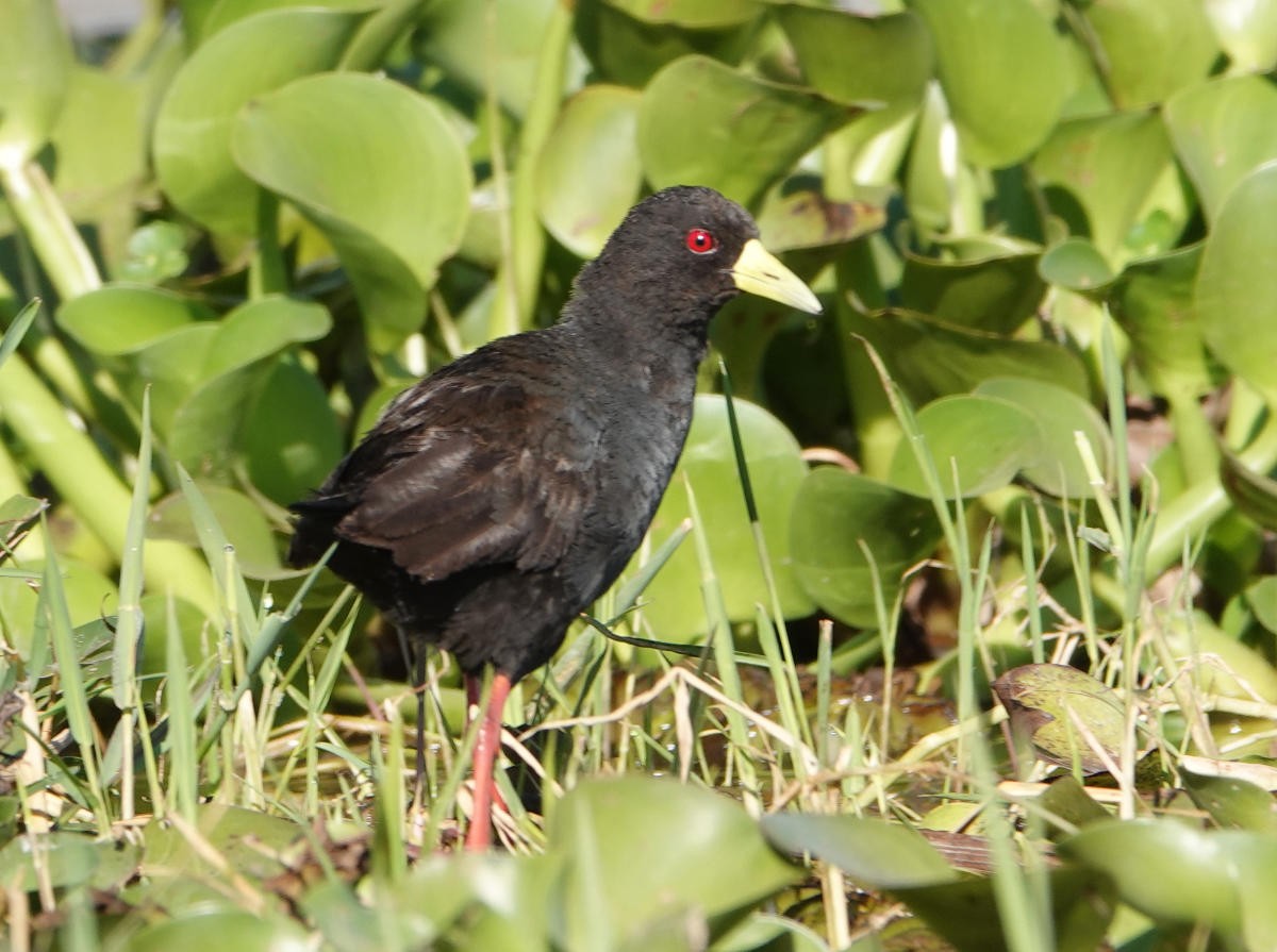 Black Crake - ML627697336