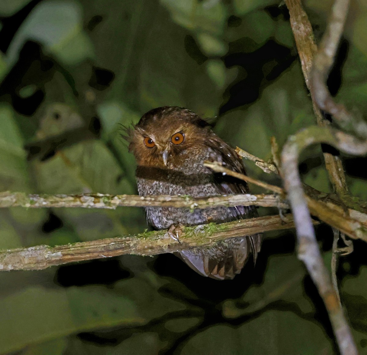 Long-whiskered Owlet - ML627697337