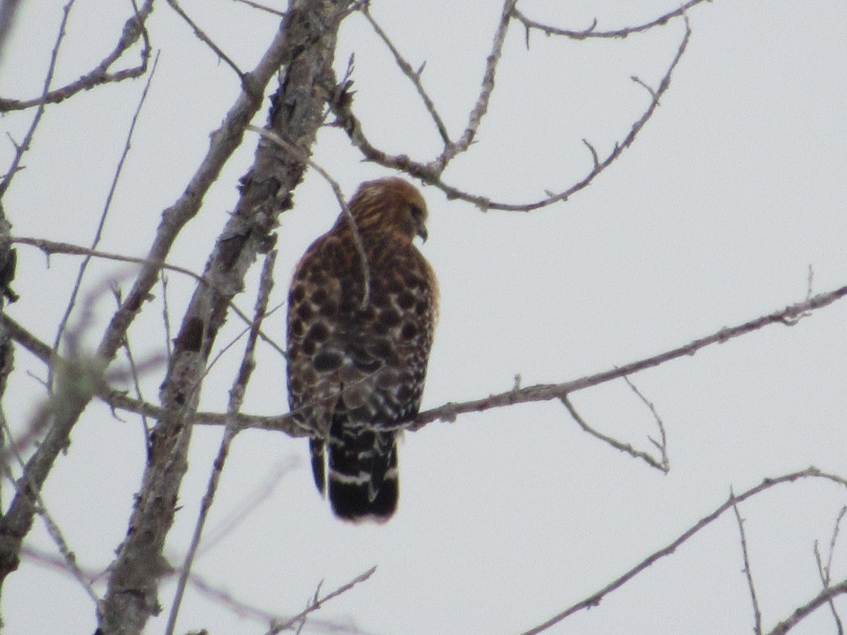 Red-shouldered Hawk - ML627697378