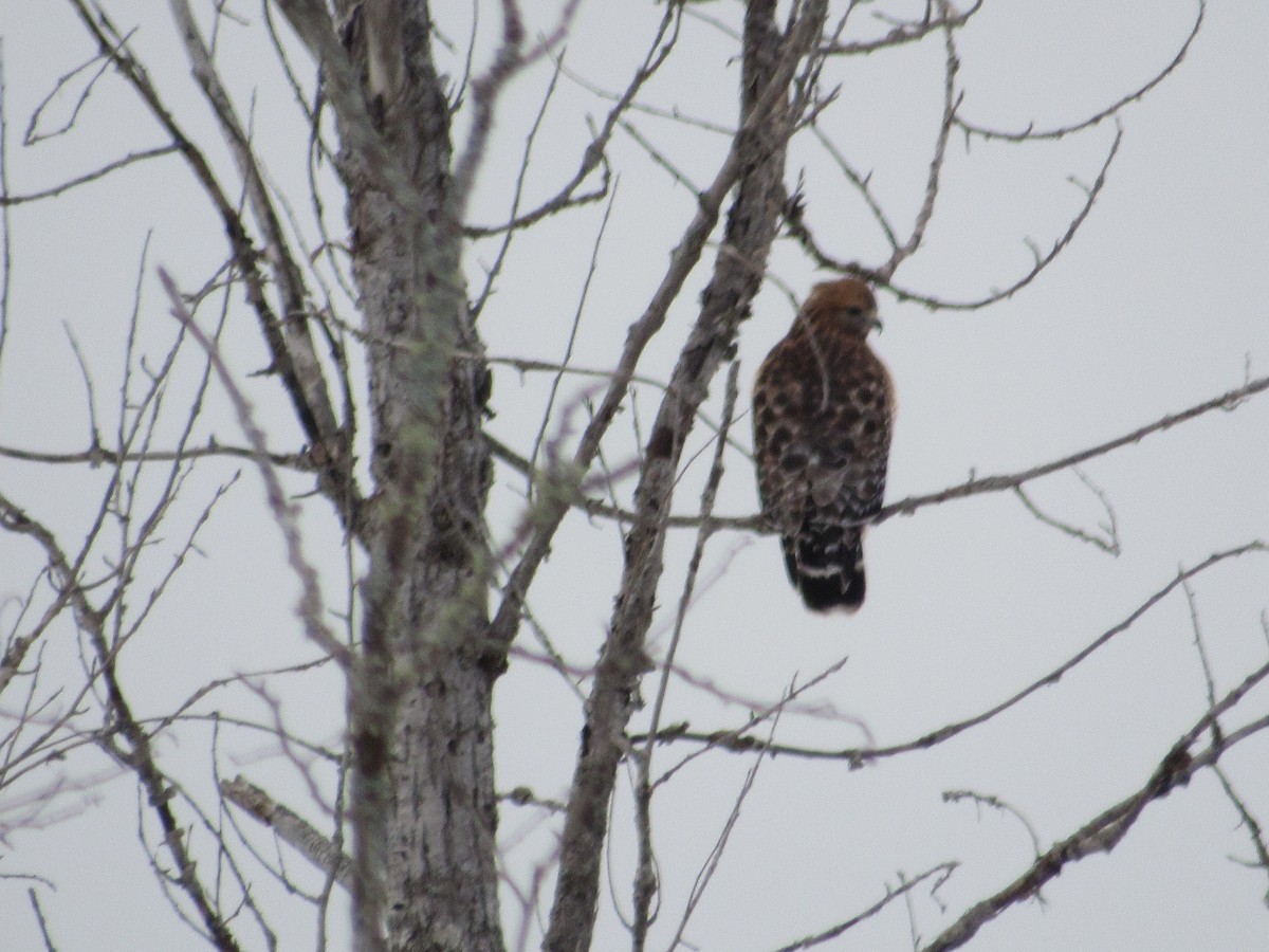 Red-shouldered Hawk - ML627697379