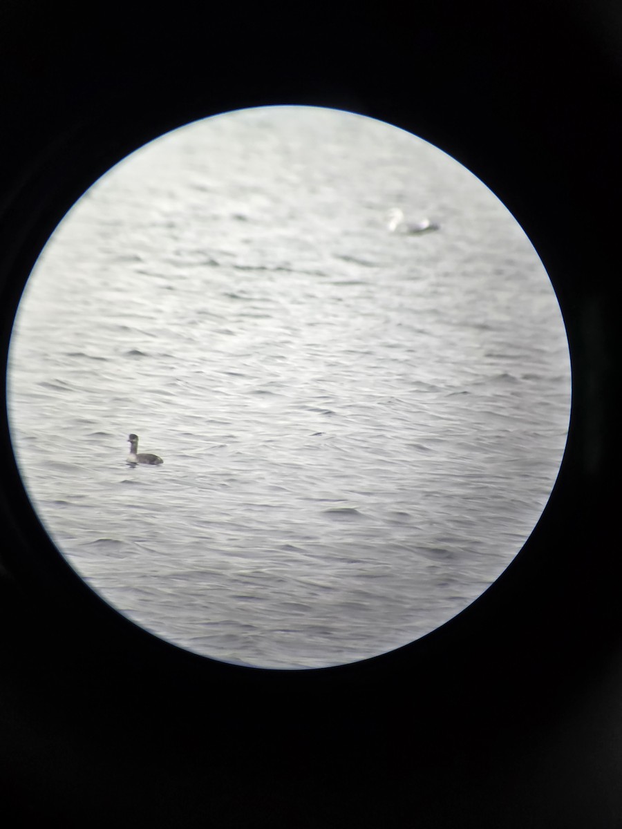 Red-necked Grebe - ML627697396