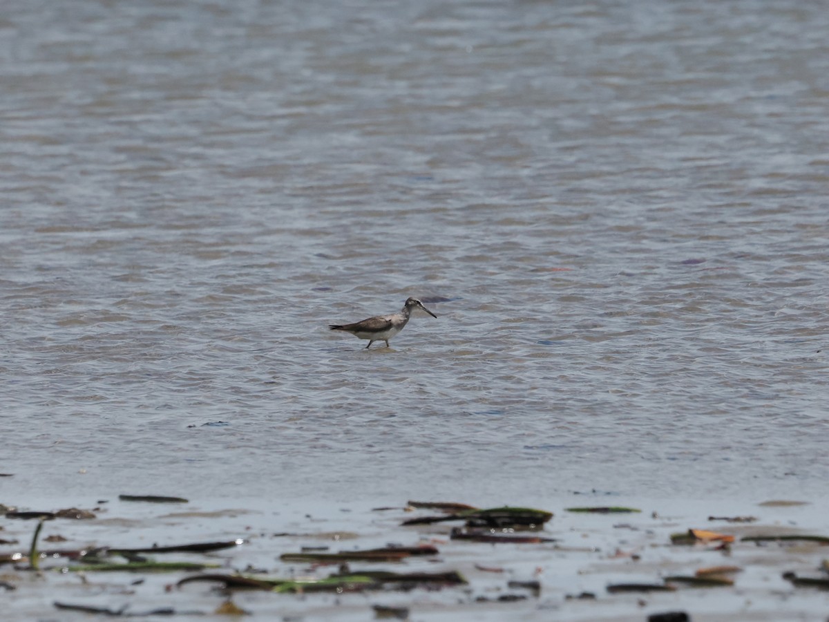 Gray-tailed Tattler - ML627697495