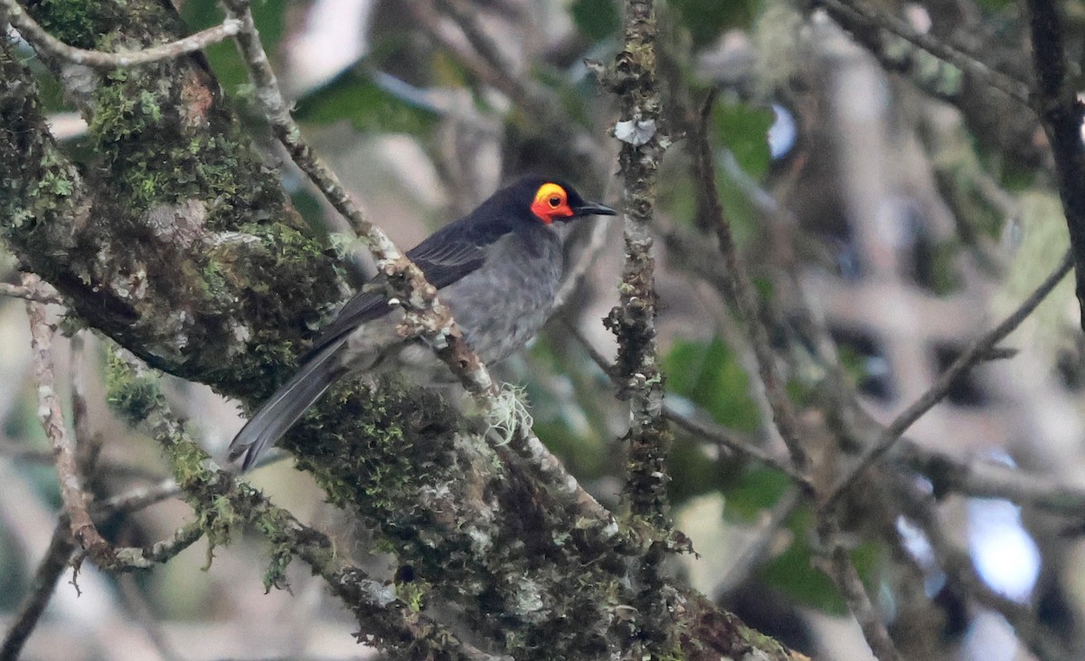 Smoky Honeyeater - ML627697578
