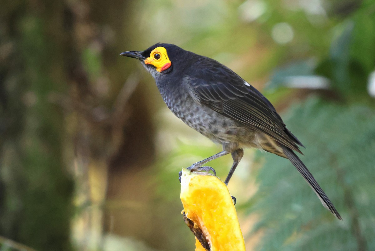 Smoky Honeyeater - ML627697627