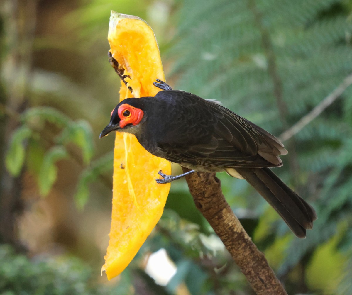 Smoky Honeyeater - ML627697628