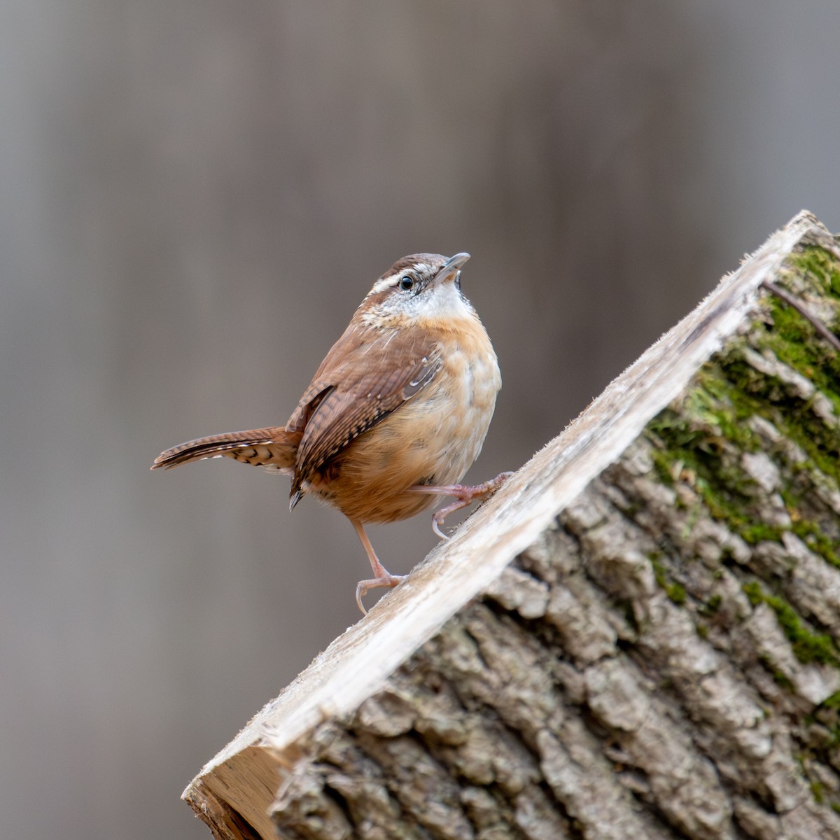 Carolina Wren - ML627697637
