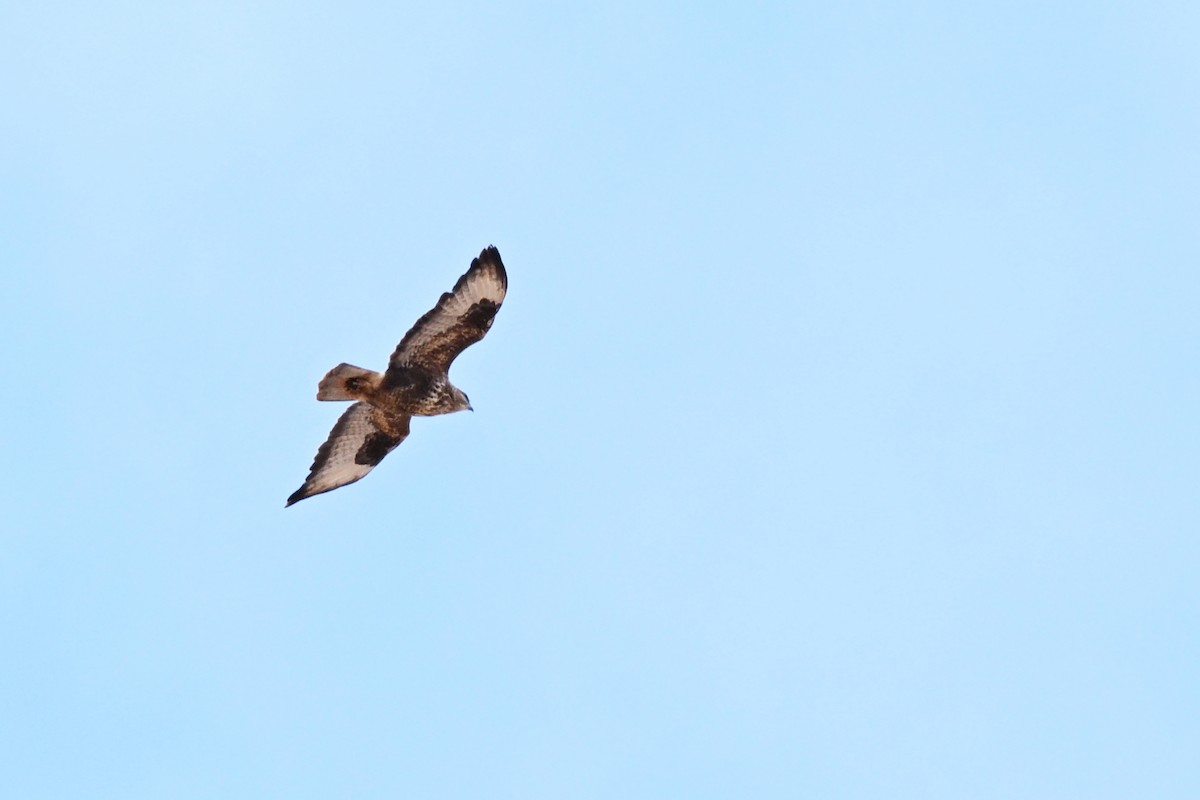 Buse variable (insularum) - ML627697638