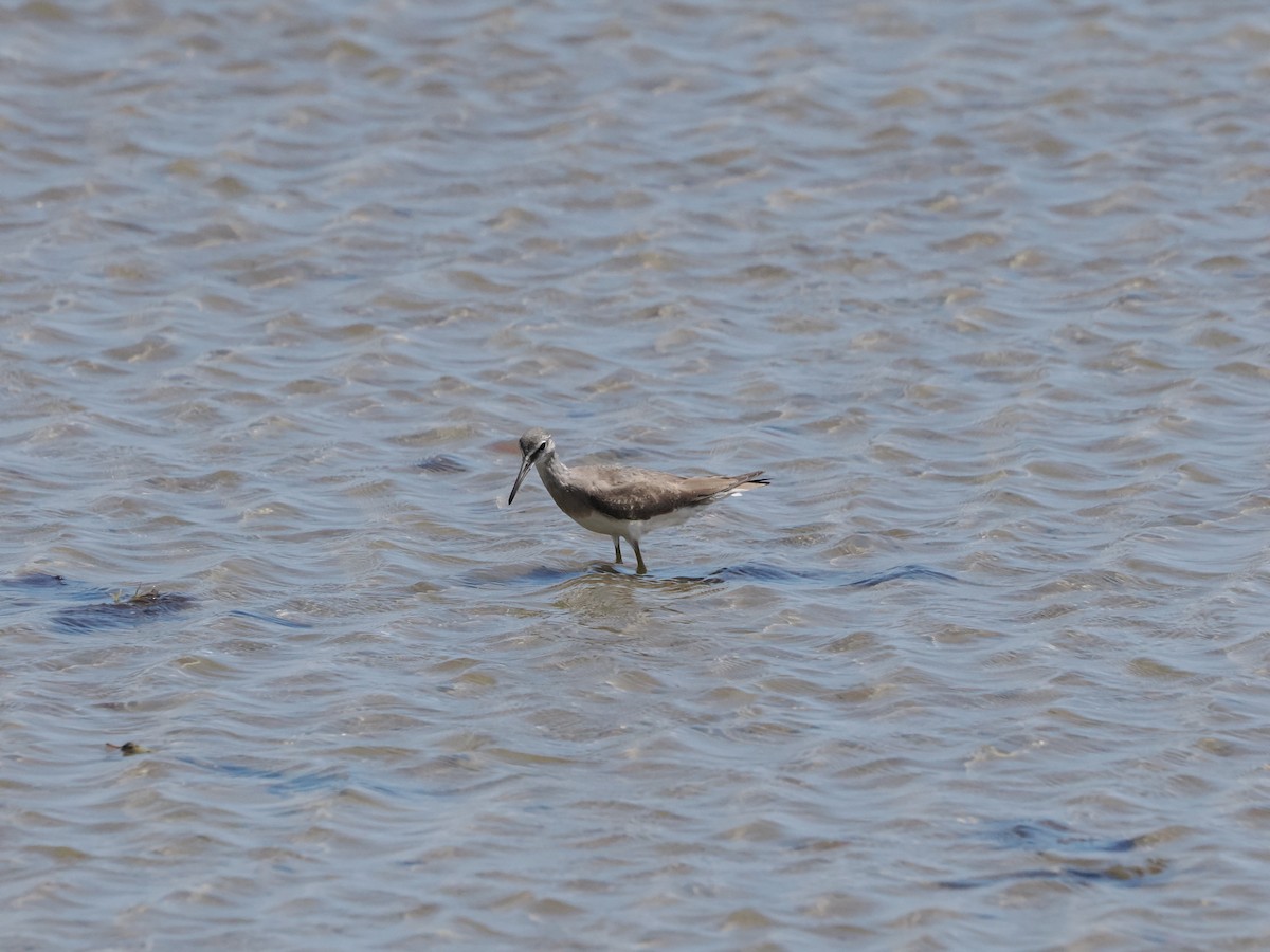 Gray-tailed Tattler - ML627697651