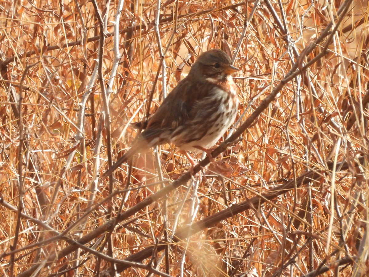 Fox Sparrow - ML627697722