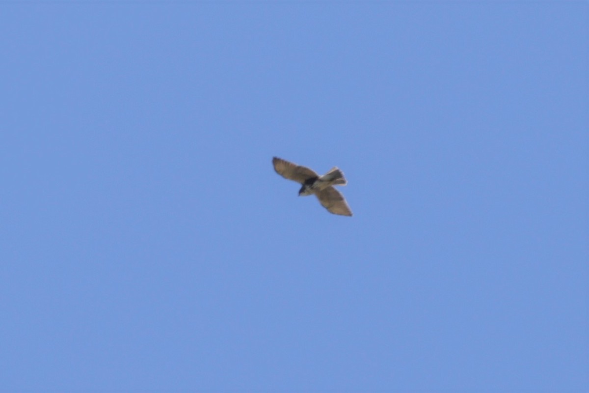 White-throated Hawk - ML627697755