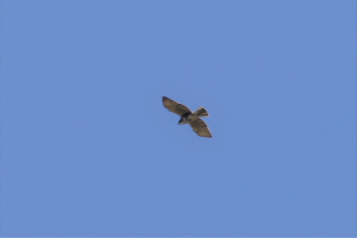 White-throated Hawk - ML627697756