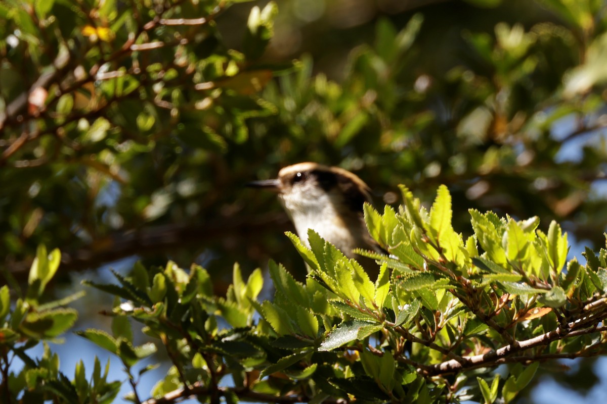 Thorn-tailed Rayadito - ML627697770