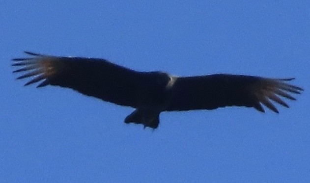 Black Vulture - ML627697778