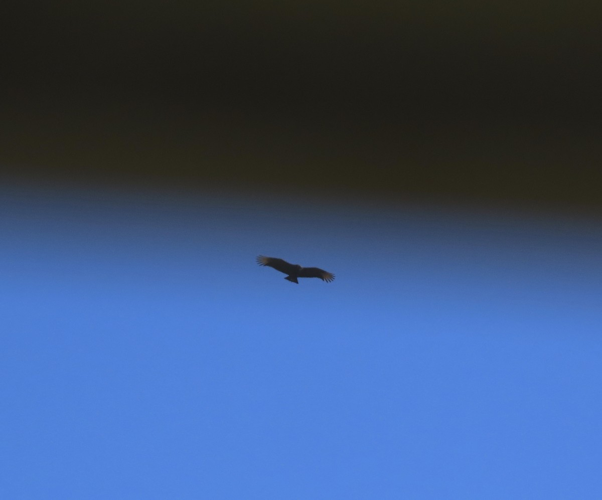 Black Vulture - ML627697779