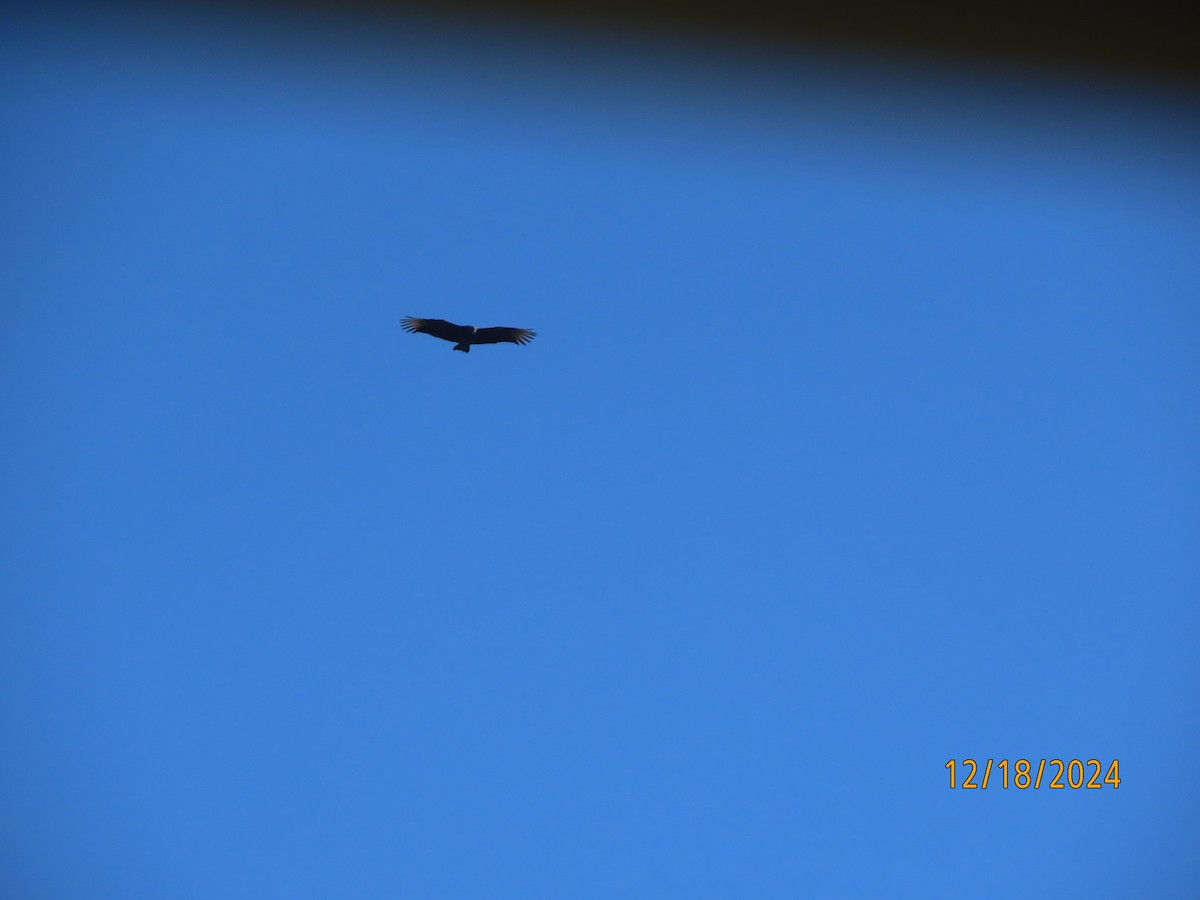Black Vulture - ML627697780
