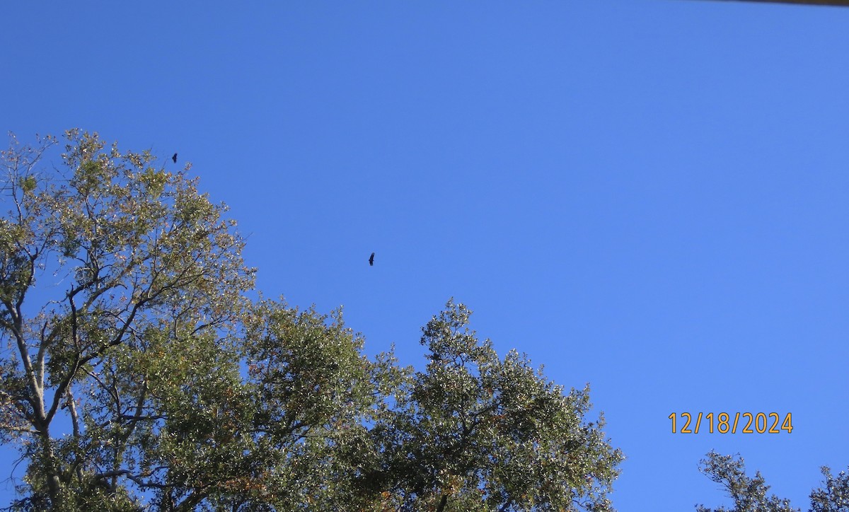 Black Vulture - ML627697781