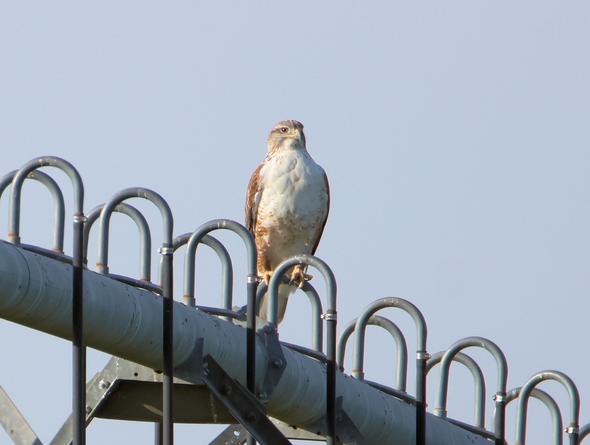 Ferruginous Hawk - ML627697871