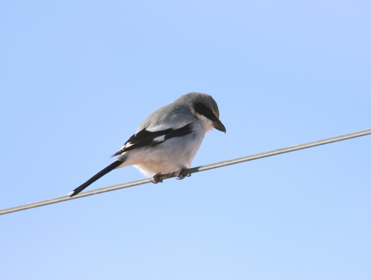 Loggerhead Shrike - ML627697873