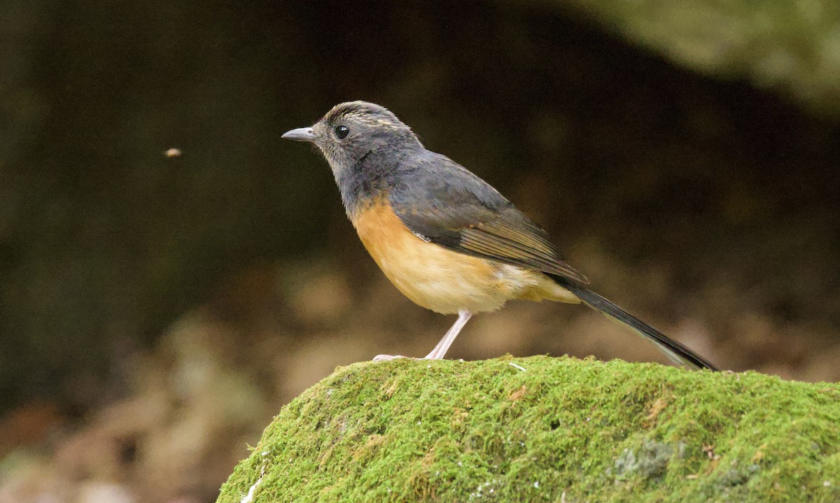 White-rumped Shama (White-rumped) - ML627697946