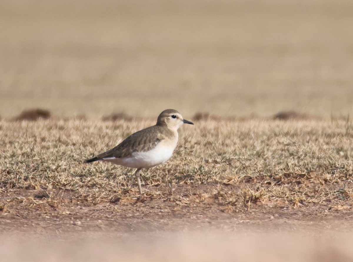 Mountain Plover - ML627697967