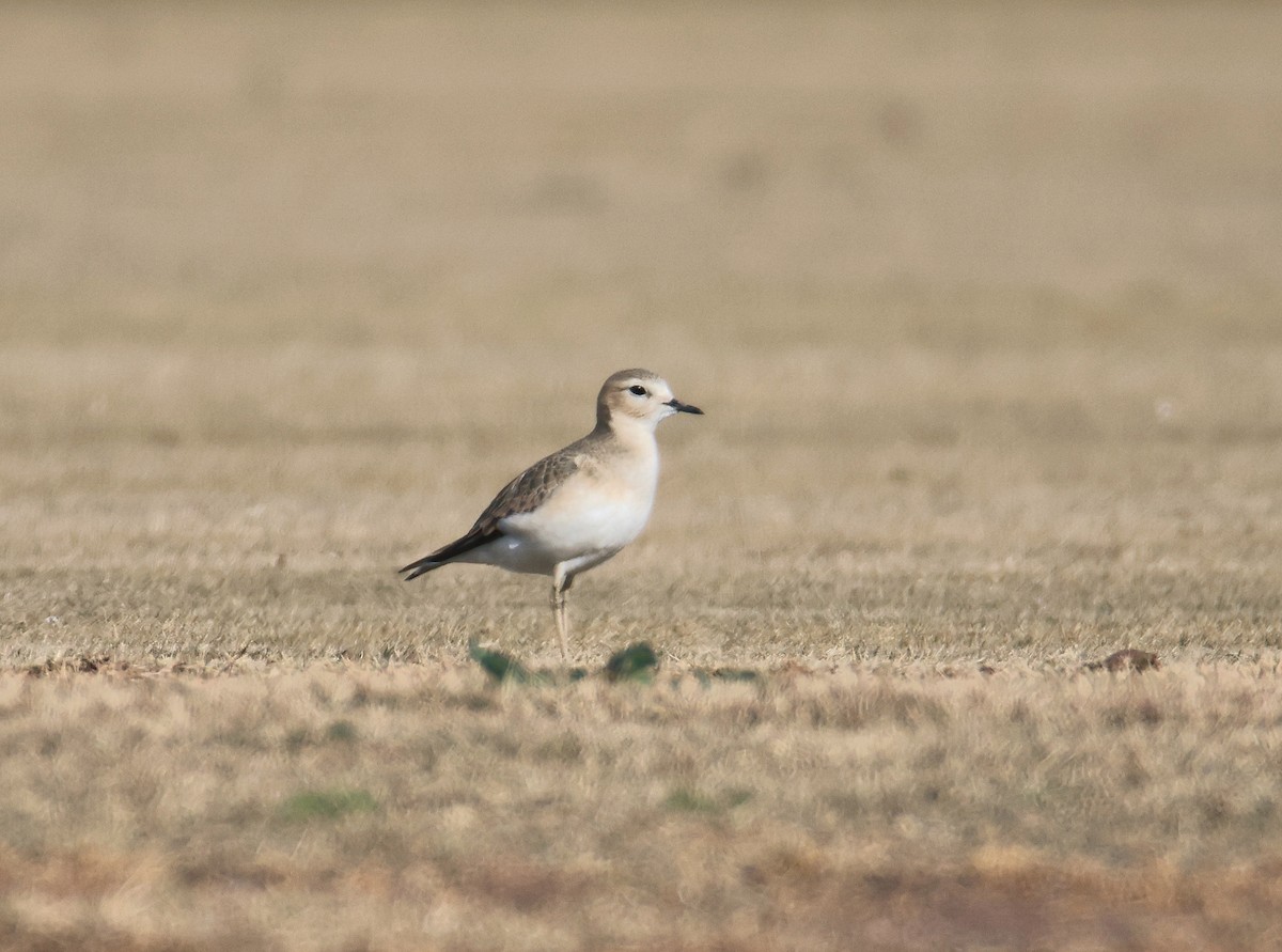 Mountain Plover - ML627697968