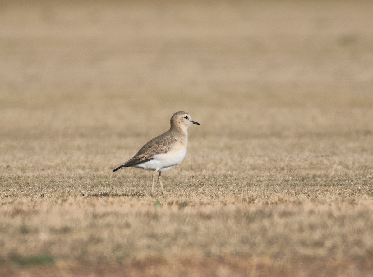 Mountain Plover - ML627697969