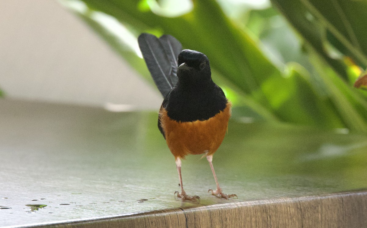 White-rumped Shama (White-rumped) - ML627697992