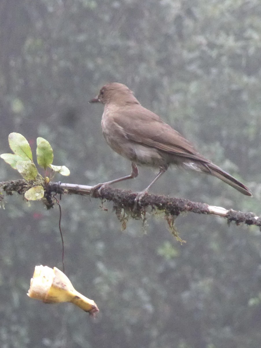 Black-billed Thrush - ML627697996