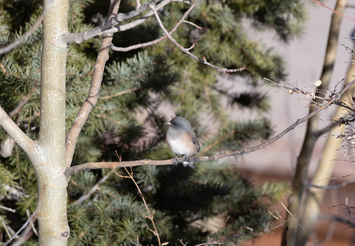 Dark-eyed Junco (Pink-sided) - ML627698010