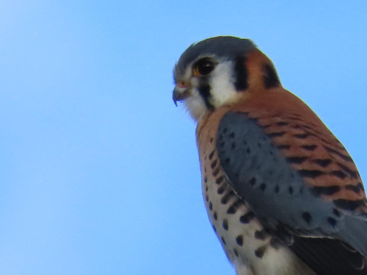 American Kestrel - ML627698013