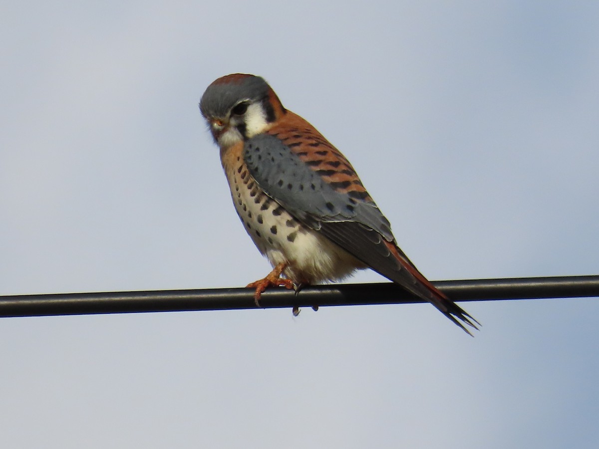 American Kestrel - ML627698014