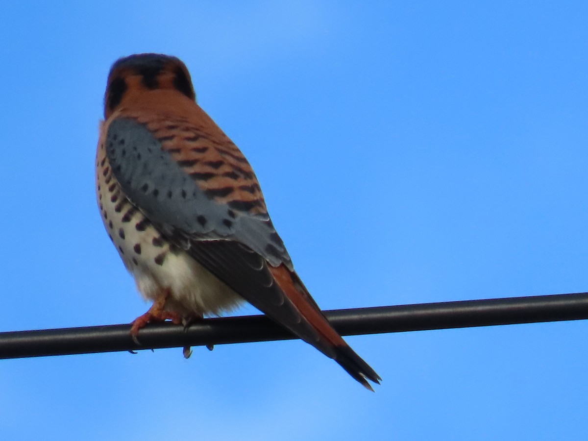 American Kestrel - ML627698016