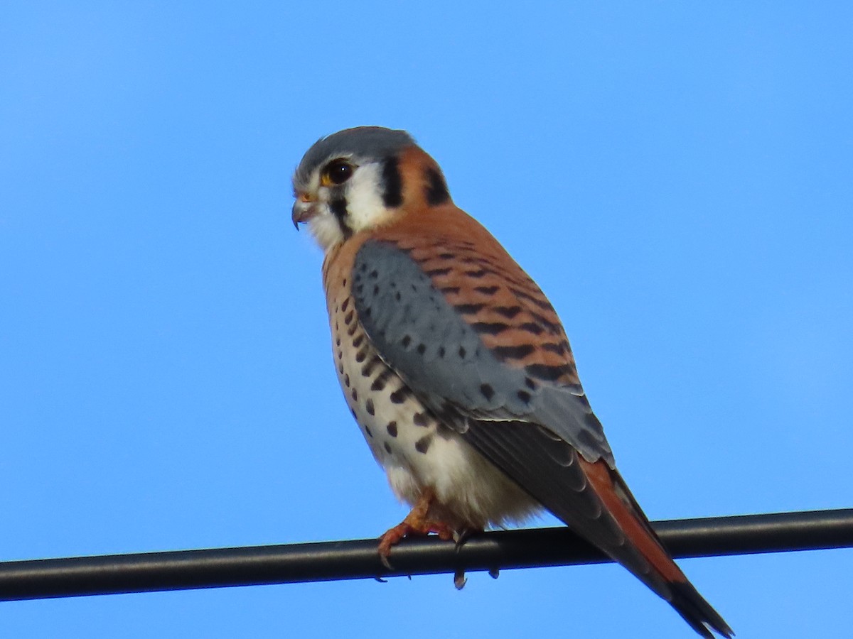 American Kestrel - ML627698017