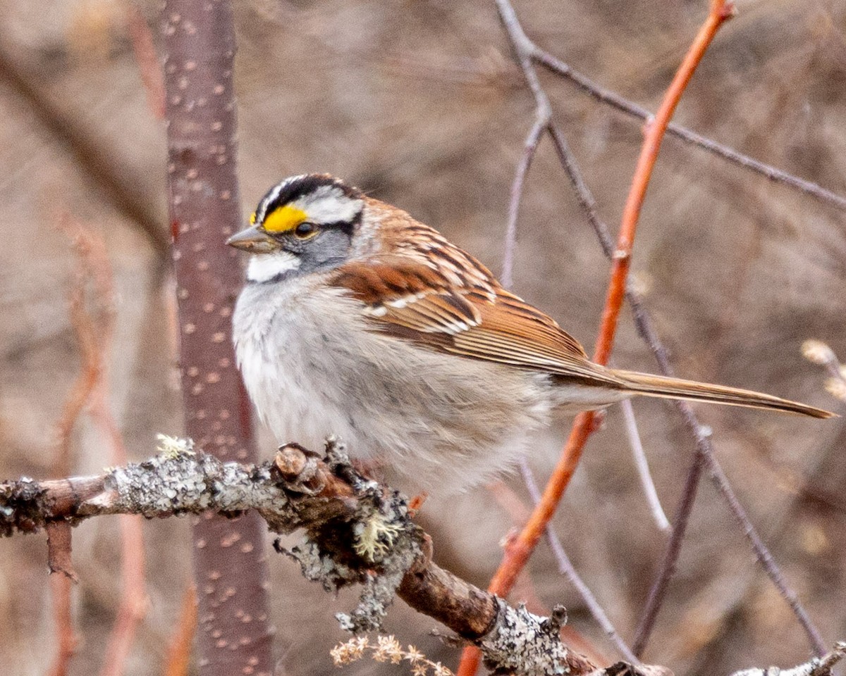 White-throated Sparrow - ML627698027