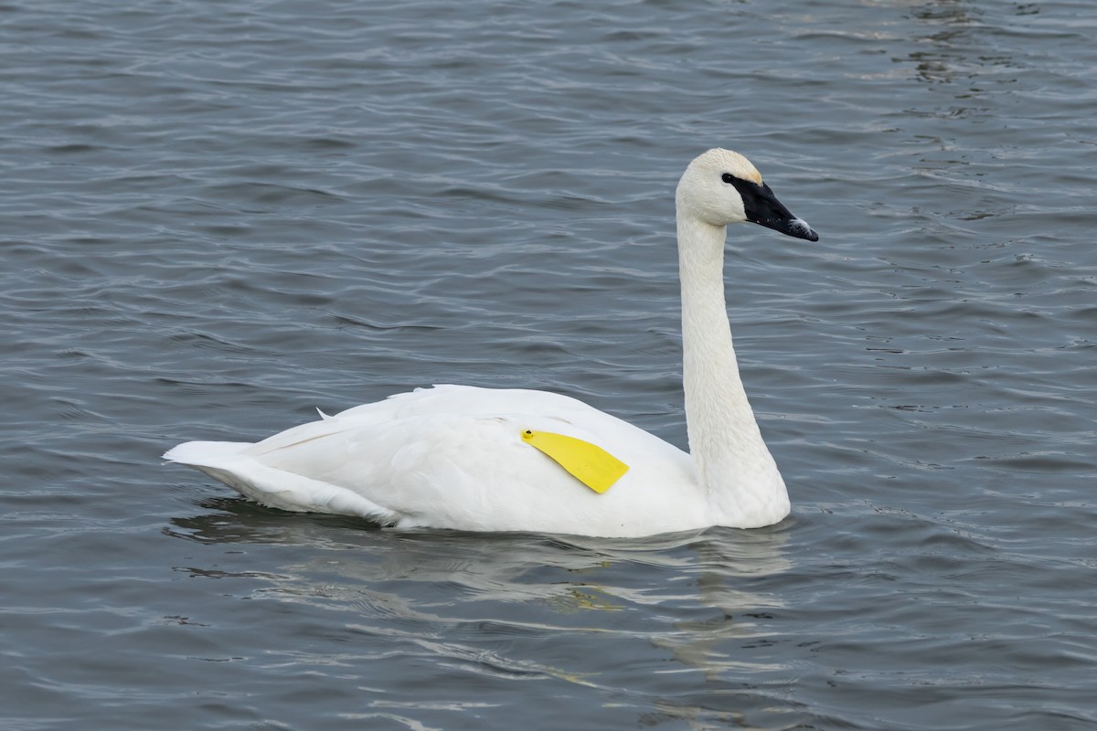 Trumpeter Swan - ML627698065