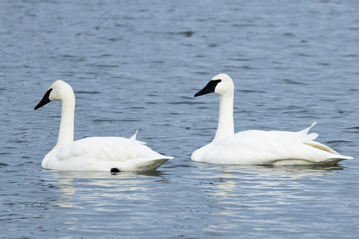 Trumpeter Swan - ML627698066