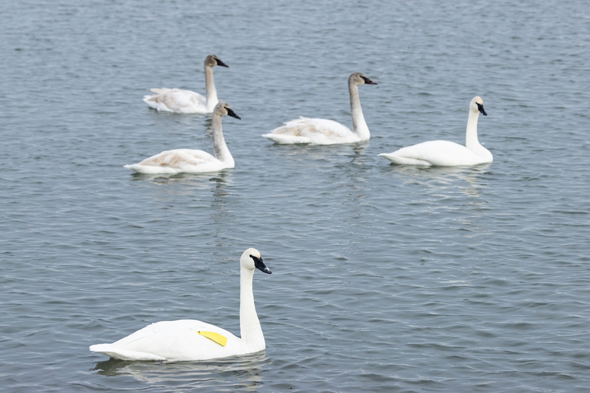 Trumpeter Swan - ML627698069