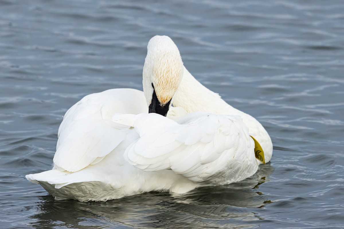 Trumpeter Swan - ML627698070