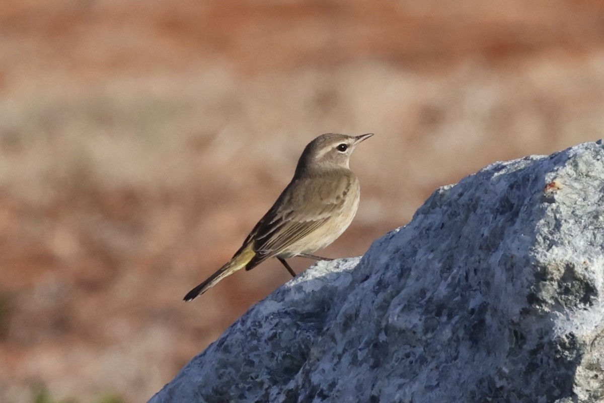 Palm Warbler - ML627698155