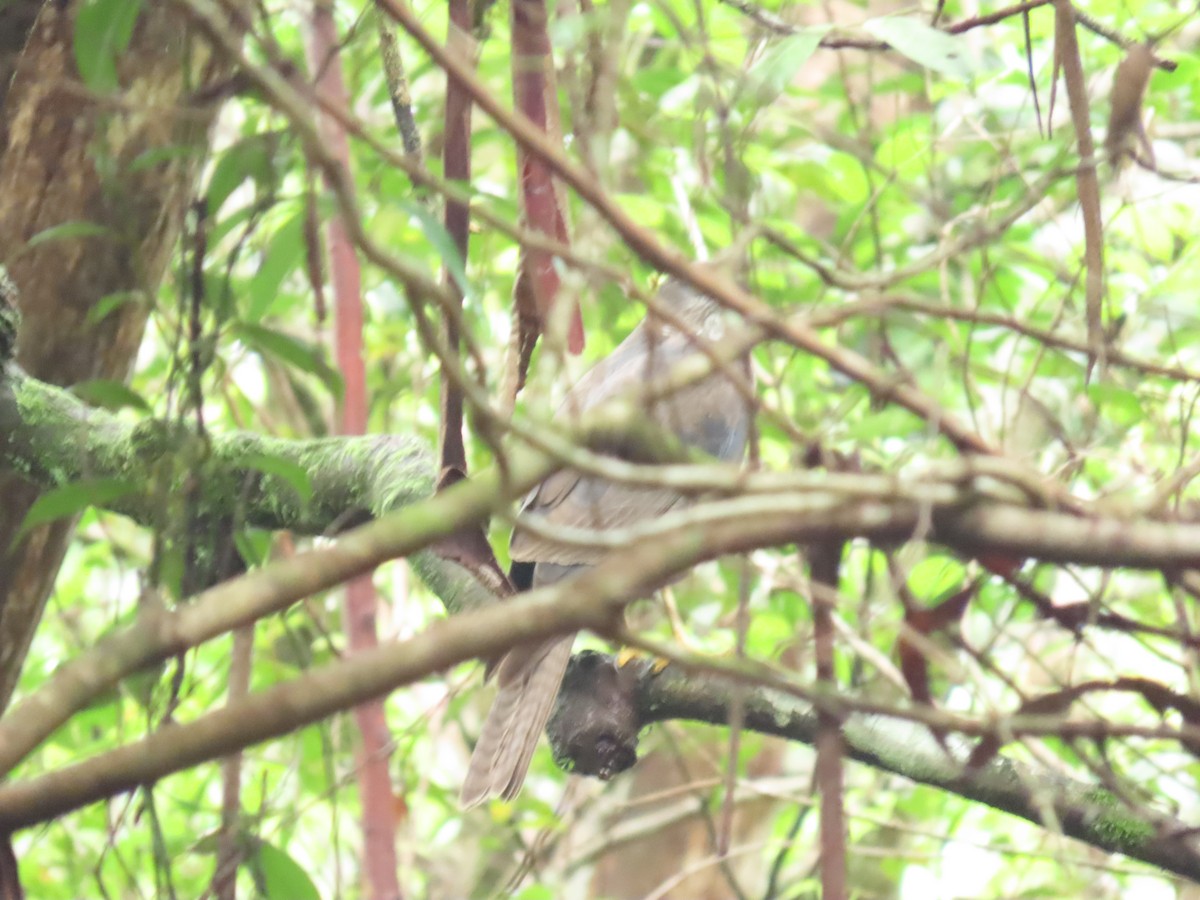 Collared Sparrowhawk - ML627698195