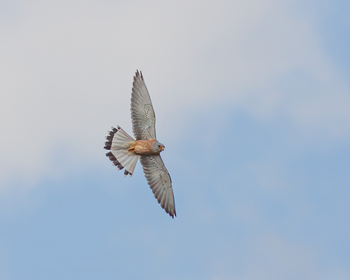 Lesser Kestrel - ML627698196