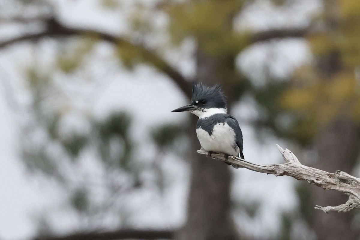 Belted Kingfisher - ML627698235