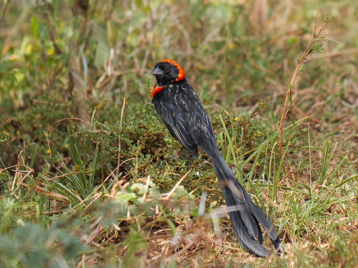 Red-cowled Widowbird - ML627698245