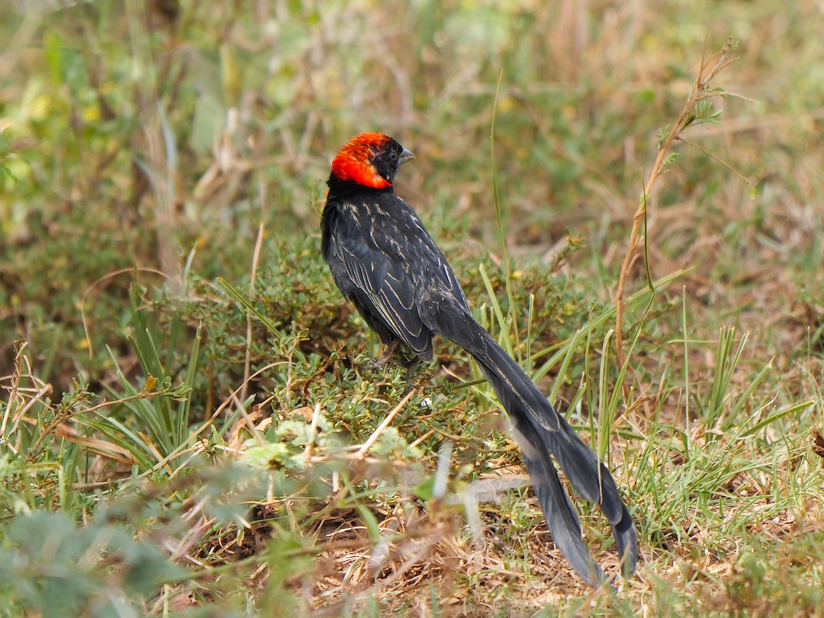 Red-cowled Widowbird - ML627698246