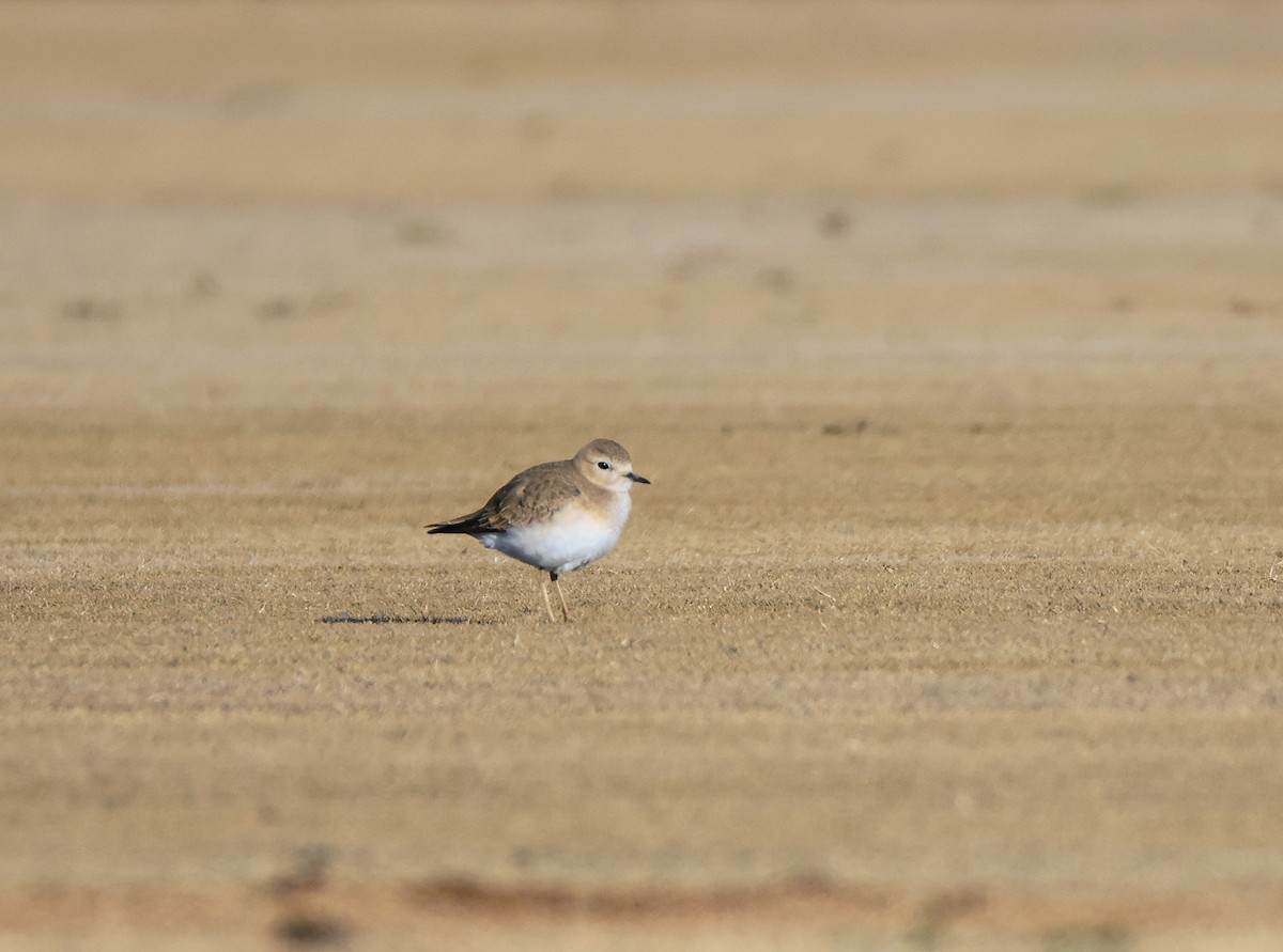 Mountain Plover - ML627698259