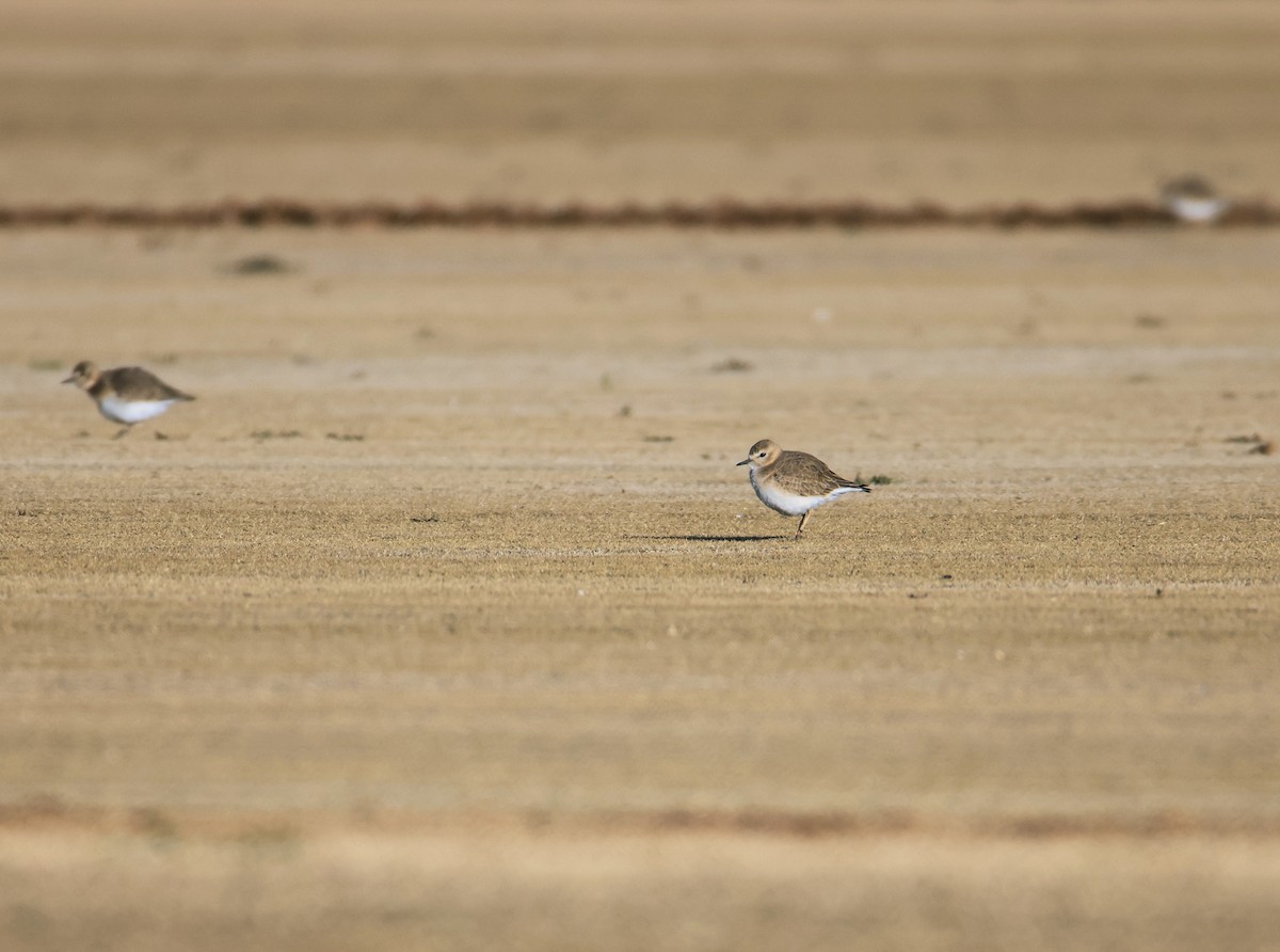 Mountain Plover - ML627698263