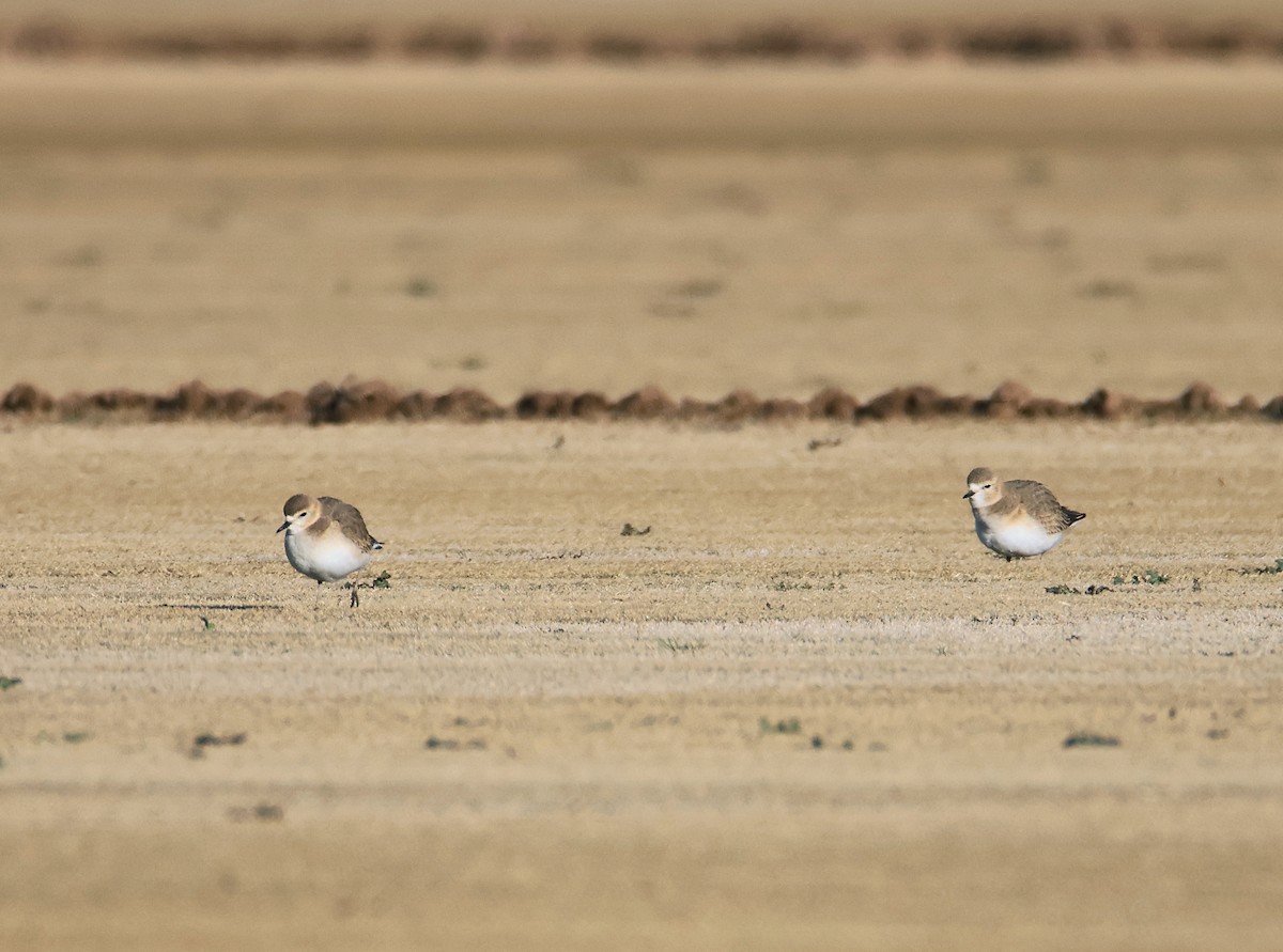 Mountain Plover - ML627698273