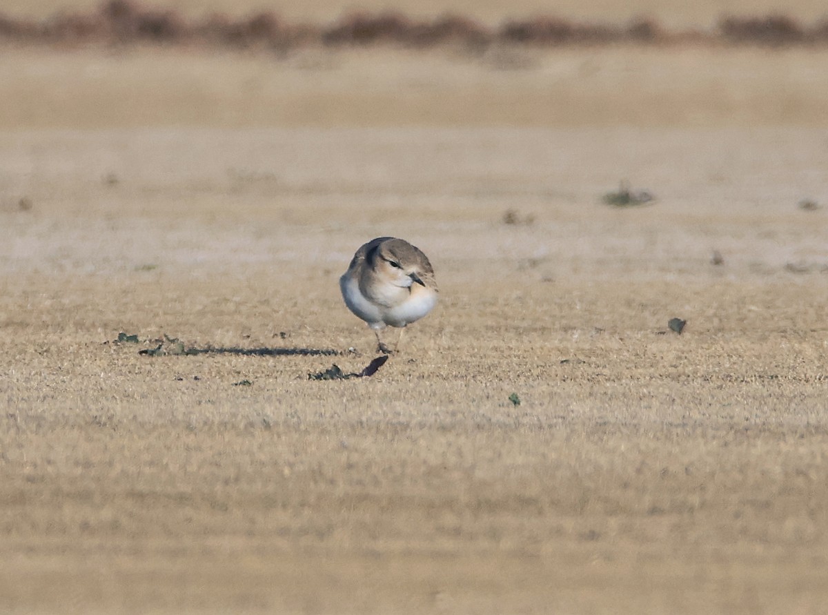 Mountain Plover - ML627698278