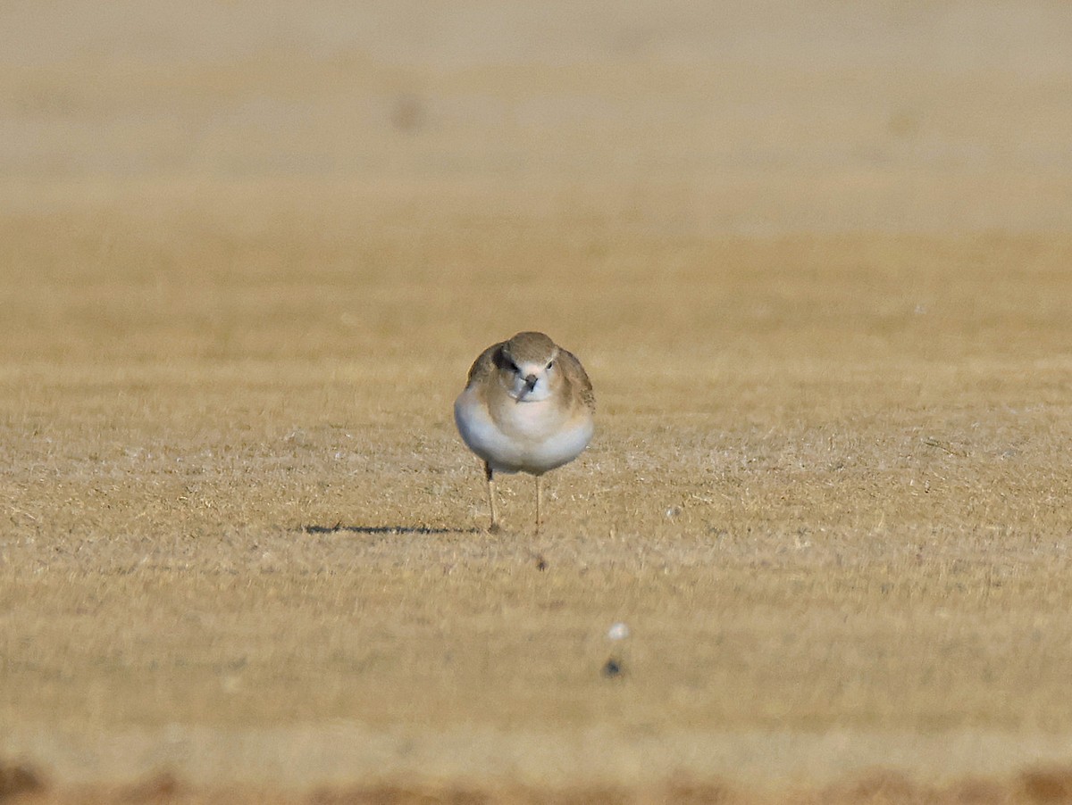 Mountain Plover - ML627698289