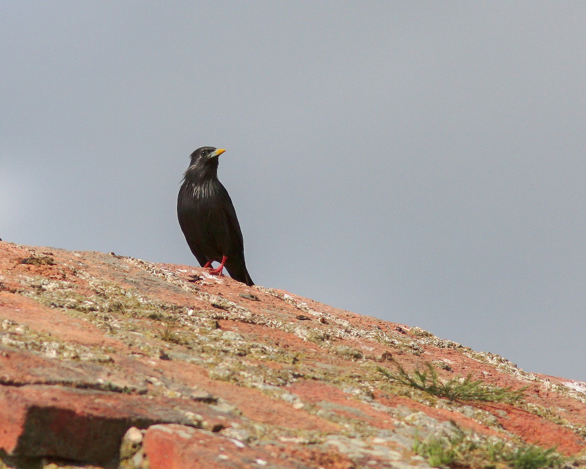 Spotless Starling - ML627698293